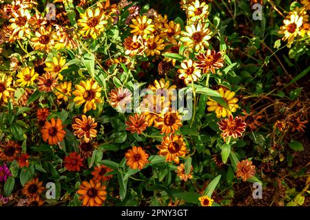 varietà di fiori di zinnia di diversi colori Foto Stock