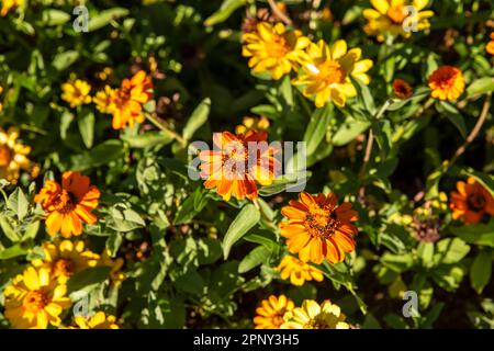 varietà di fiori di zinnia di diversi colori Foto Stock