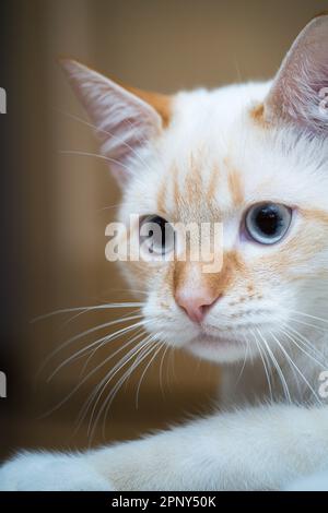 Ritratto di gatto domestico Red Point (Thai Siamese) Foto Stock