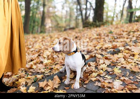 Cane Beagle in una passeggiata nel parco autunnale Foto Stock