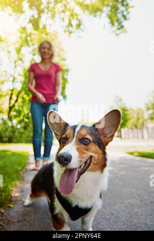 I cani sani sono cani felici. una giovane donna attraente che cammina il suo cane nel parco. Foto Stock