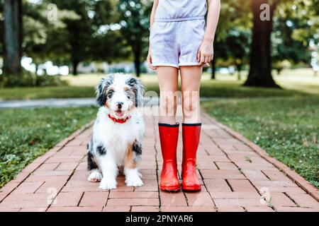 Bernedoodle Puppy in piedi accanto al suo migliore amico Foto Stock