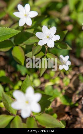 Anemone in legno - Anemonoides nemorosa - fiore bianco in fiore, primavera Foto Stock
