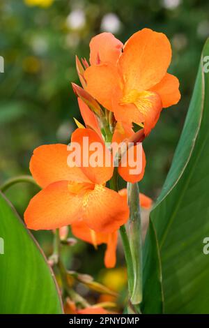 Punch di canna arancione, giglio di canna nana, fiori d'arancio, gola gialla. Foto Stock