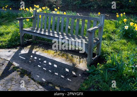 Invitante panca parco con narcisi, situato proprio accanto al ponte ferroviario che separa Upper Radley Village - dove vivo - da Lower Radley, individuare Foto Stock