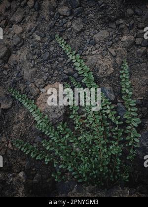 L'immagine selettivamente focalizzata di una pianta di felce con sfondo di roccia. verde moody, astratto. Foto Stock