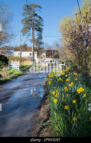 Ora qui è una scena inglese quintessenza idilliaca - un cottage Cotswolds e strada di campagna aflame con primavera Daffodils e Magnolia. Dopo nevicate Foto Stock