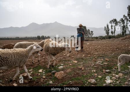 Ritratto di un pastore anziano che branda il suo gregge nelle aride terre del Marocco. Foto Stock