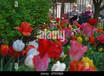 New York, Stati Uniti. 20th Apr, 2023. Le persone trascorrono il tempo libero mentre i tulipani fioriscono in un giardino a New York, negli Stati Uniti, il 20 aprile 2023. Credit: Li Rui/Xinhua/Alamy Live News Foto Stock