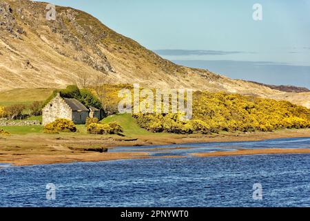Betty Hill Sutherland Scozia abbandonò la casa coperta di edera e i fiori gialli di gola lungo il fiume naver Foto Stock