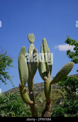 Cactus di Prickly pera, Opuntia, che cresce nel villaggio di Episkopi, vicino Paphos, Repubblica di Cipro Foto Stock