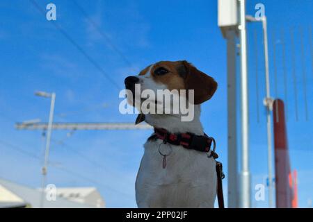 Il cane Beagle aspetta tristemente alla stazione. Il concetto di lealtà, abbandono e amicizia canina. Un cane devotamente in attesa del suo padrone. Foto Stock