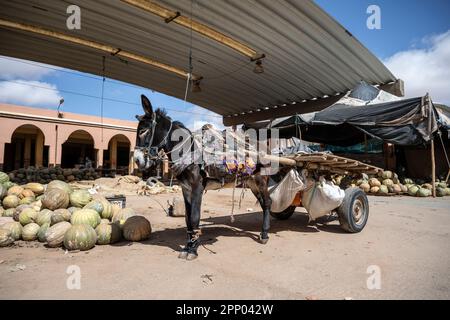 Asino legato ad un carrello vicino ad una bancarella di strada nel mercato di Guelmim. Foto Stock