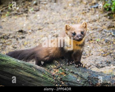 Pine Marten arrampicata su un ceppo Foto Stock