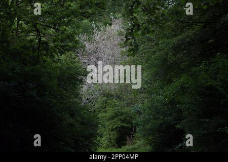 Una strada di campagna tortuosa che conduce ad una foresta con vegetazione lussureggiante Foto Stock