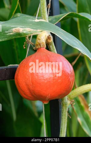 Cucurbita maxima Uchiki Kuri, zucca ornamentale cipolla, Squash invernale Uchiki Kuri cresce sul vitigno Foto Stock