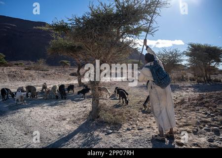 Pastore che vana i rami di un'acacia per nutrire il suo gregge. Foto Stock