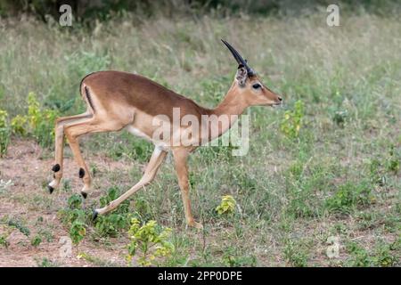 Giovane maschio Impala che corre sull'erba, girato nella luce estiva luminosa, Kruger Park, Mpumalanga, Sudafrica Foto Stock