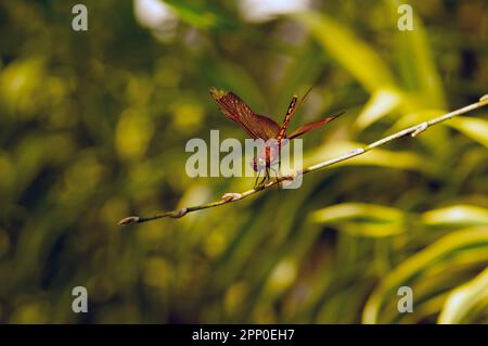 Una libellula (Anisoptera) arroccata su un ramo d'albero in una giornata di sole Foto Stock