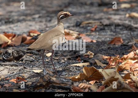 Courser con ali di bronzo, Gambia, Africa occidentale Foto Stock