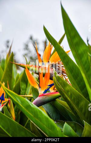 Un vibrante fiore Bird of Paradise che si erge alto in un lussureggiante giardino di alberi, circondato da una verde vivace Foto Stock