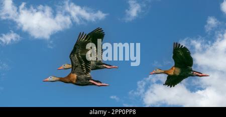 Anatre fischianti dalla panciottola nera che volano alle Wakodahatchee Wetlands a Delray Beach Florida USA Foto Stock