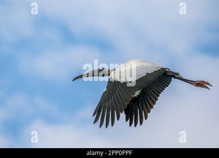 Un singolo Wood Stork che vola alle Wakodahatchee Wetlands a Delray Beach Florida USA Foto Stock