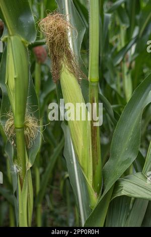 Diversi pannocchie di mais con bracts in un campo di mais. Le bratte verdi proteggono i chicchi di mais. Le vene delle foglie sono chiaramente visibili. Foto Stock