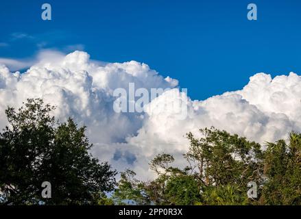 Grandi nuvole bianche di cumuli sugli alberi verdi nel sud-ovest della Florida USA Foto Stock