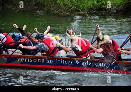 Dragon Boat racing sul fiume Tamigi ad Abingdon in tarda primavera.squadre di pagaiatori che spingono le barche con teste dragoni sulla prua.Un batterista seate Foto Stock