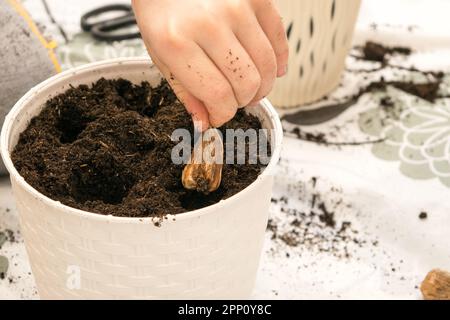 Freesia. Il processo di piantare bulbi di fiore di freesia in una pentola bianca Foto Stock