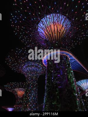 Un basso angolo di maestosi alberi di Supergrove nei Giardini di Singapore presso la Baia di notte Foto Stock