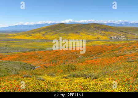 Le condizioni atmosferiche hanno prodotto superfiori di papavero e di fiori selvatici nella Valle dell'Antelope nella California del Sud, a nord di Los Angeles, nel 2019 e nel 2023. Foto Stock