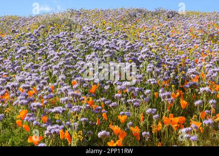 Le condizioni atmosferiche hanno prodotto superfiori di papavero e di fiori selvatici nella Valle dell'Antelope nella California del Sud, a nord di Los Angeles, nel 2019 e nel 2023. Foto Stock