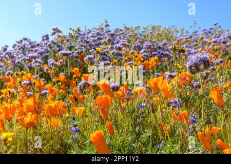 Le condizioni atmosferiche hanno prodotto superfiori di papavero e di fiori selvatici nella Valle dell'Antelope nella California del Sud, a nord di Los Angeles, nel 2019 e nel 2023. Foto Stock