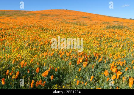 Le condizioni atmosferiche hanno prodotto superfiori di papavero e di fiori selvatici nella Valle dell'Antelope nella California del Sud, a nord di Los Angeles, nel 2019 e nel 2023. Foto Stock