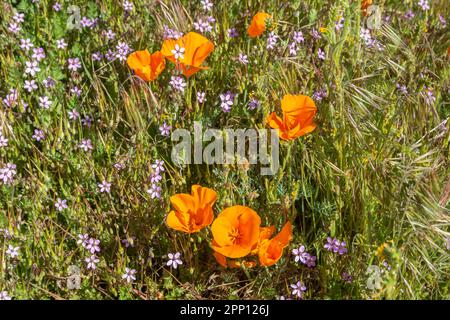 Le condizioni atmosferiche hanno prodotto superfiori di papavero e di fiori selvatici nella Valle dell'Antelope nella California del Sud, a nord di Los Angeles, nel 2019 e nel 2023. Foto Stock