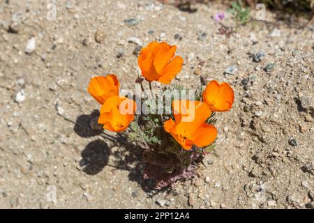 Le condizioni atmosferiche hanno prodotto superfiori di papavero e di fiori selvatici nella Valle dell'Antelope nella California del Sud, a nord di Los Angeles, nel 2019 e nel 2023. Foto Stock