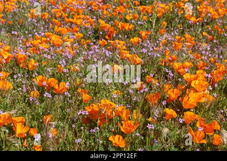 Le condizioni atmosferiche hanno prodotto superfiori di papavero e di fiori selvatici nella Valle dell'Antelope nella California del Sud, a nord di Los Angeles, nel 2019 e nel 2023. Foto Stock