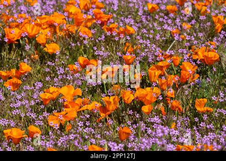 Le condizioni atmosferiche hanno prodotto superfiori di papavero e di fiori selvatici nella Valle dell'Antelope nella California del Sud, a nord di Los Angeles, nel 2019 e nel 2023. Foto Stock