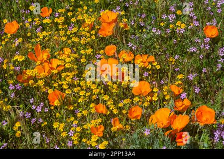 Le condizioni atmosferiche hanno prodotto superfiori di papavero e di fiori selvatici nella Valle dell'Antelope nella California del Sud, a nord di Los Angeles, nel 2019 e nel 2023. Foto Stock