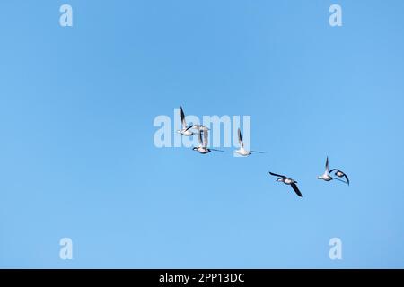 Le anatre Smew volano nel cielo. La zampa è una specie di anatra ed è l'unico membro vivente del genere Mergellus Foto Stock