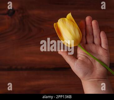 Le mani del bambino tengono gialle tulipano fiore piatto. Amore, la gente cura i bambini donazioni beneficenza, sostegno grazia concetto di benessere. Dare martedì festa, vale Foto Stock