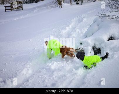 Due cani in giacconi di hivis gialli si incontrano mentre giocano dopo una notte di neve pesante sulle brughiere alle 900ft:00 nel North Yorkshire Foto Stock