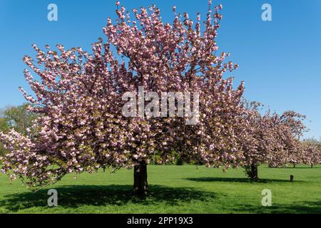 Ciliegi con fiori rosa in piena fioritura - Parc de Sceaux, Francia Foto Stock