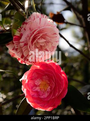 Fotografía macro de flores de camelia de colores rosa y rojo Foto Stock