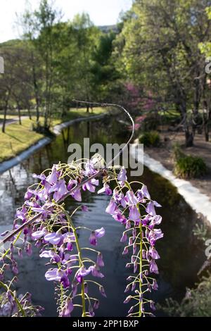 Wisteria en primer plano en este hermoso paisaje con árboles y agua. Enfoque selectivo Foto Stock