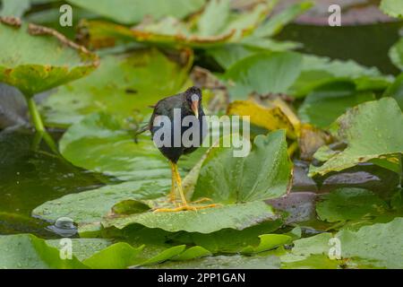 Gallinella viola sui tamponi per giglio Foto Stock