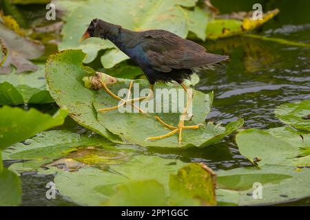 Gallinella viola sui tamponi per giglio Foto Stock