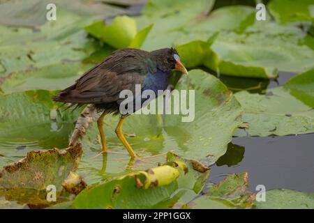 Gallinella viola sui tamponi per giglio Foto Stock